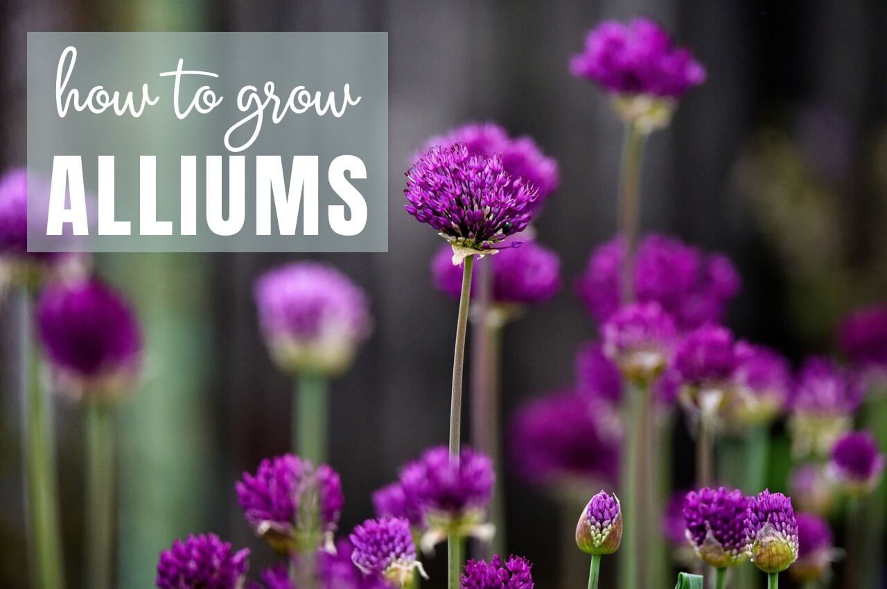 How To Plant Allium Bulbs A Complete Guide To Growing Ornamental