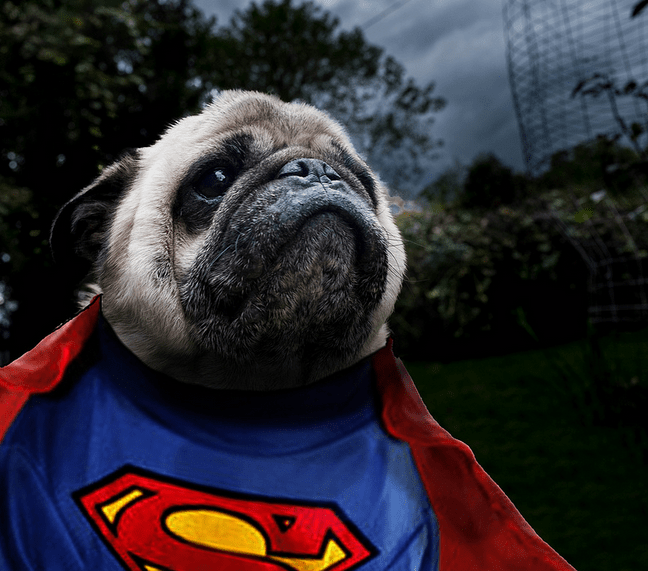 Top 10 Cutest Pugs Of All Time Leashes Optional