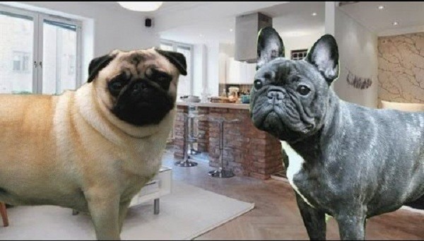 (Video) Pugs Compared to French Bulldogs. Learn Some Intriguing