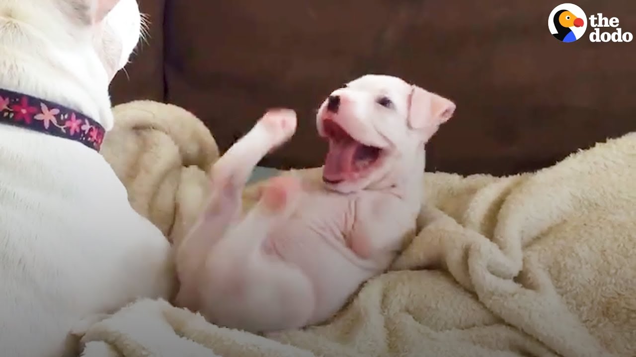 (Video) “Different Is Not Disposable.” Puppy Born Without His Front
