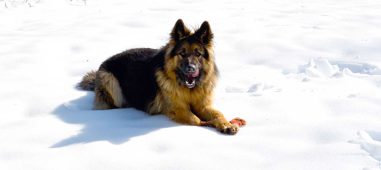 LPNY® Leather Paws New York Luxury Statement For Pets Handmade Dog