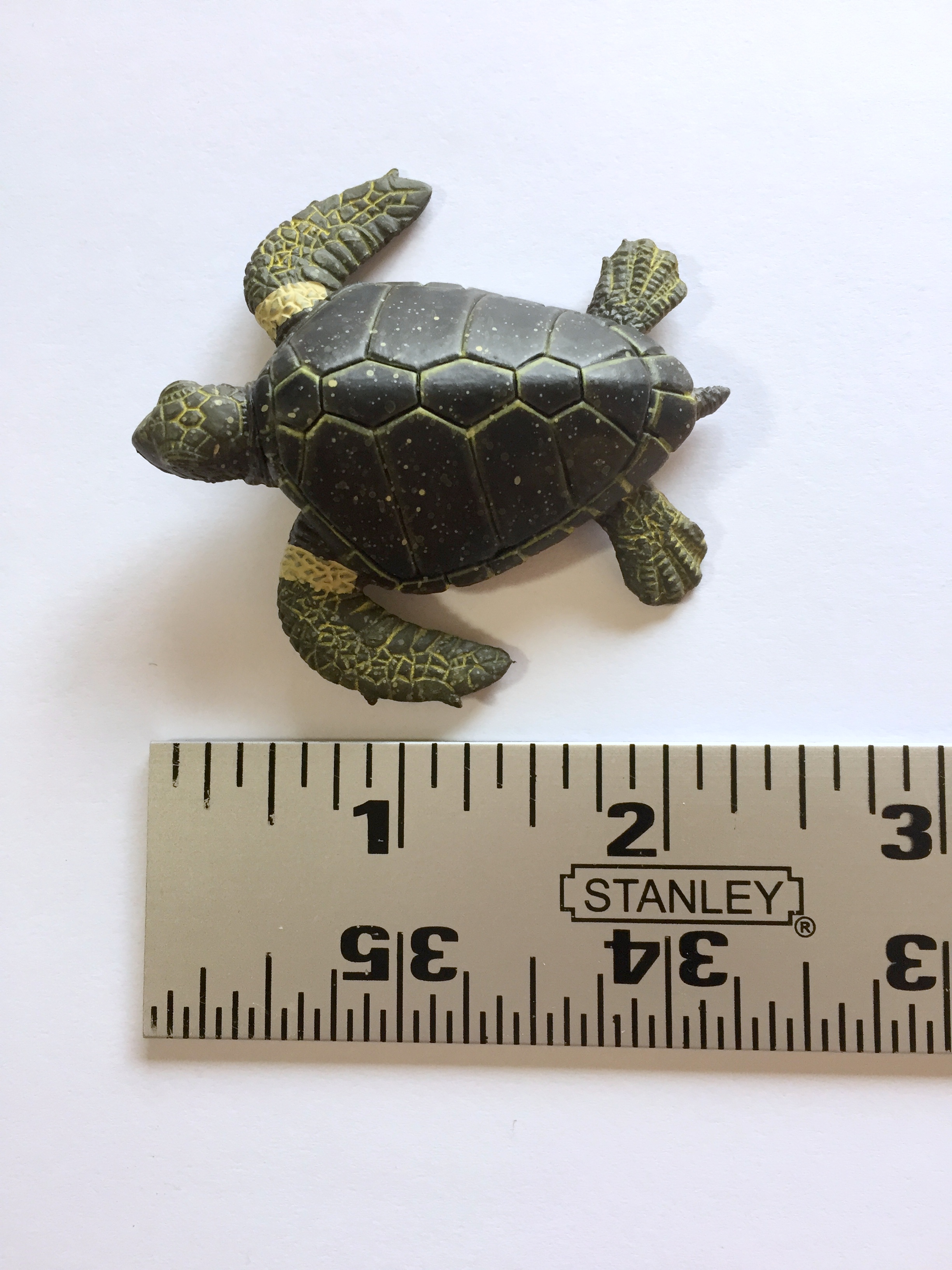 Sea Turtle Dichotomous Key Activity What If Scientific Leave Only