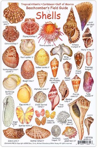 Seashell Identification