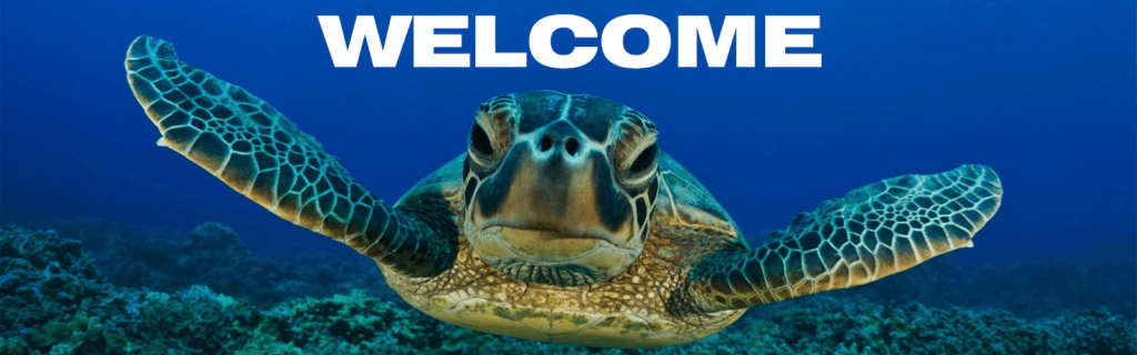 Florida Sea Turtles Dichotomous Key YUMPU