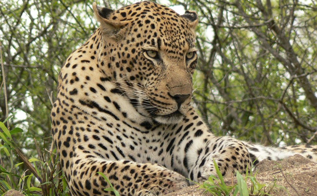 Un nouveau léopard au zoo d’Abidjan