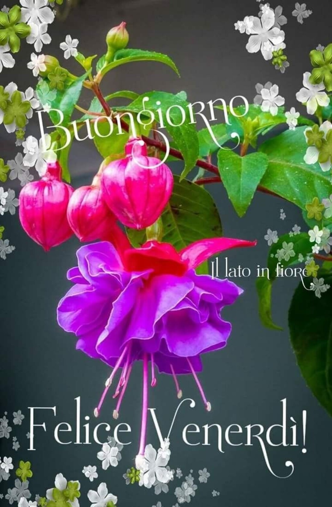200+ Buon venerdì bellissime immagini e frasi Pagina 13