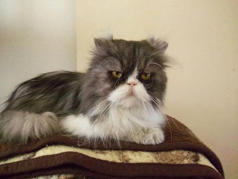 Chat Persan caractère, prix et physique Lebernard