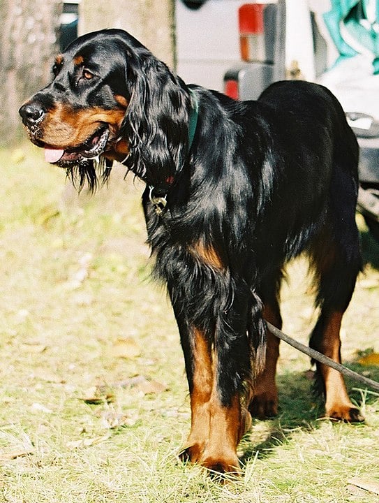 Élevages de setter gordon au Québec chiots à vendre