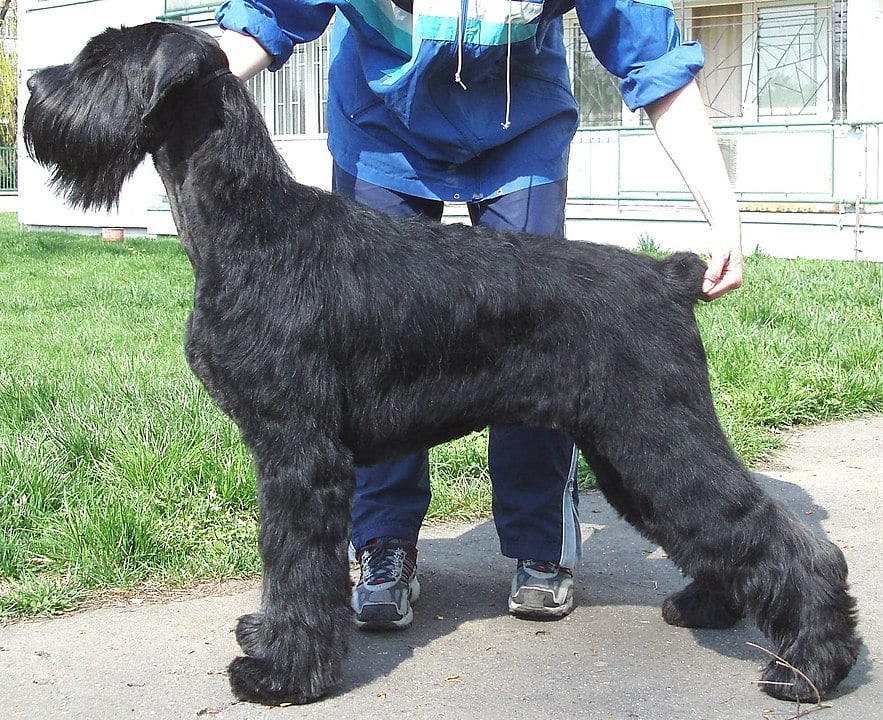 Élevage schnauzer géant Québec chiots à vendre Lebernard