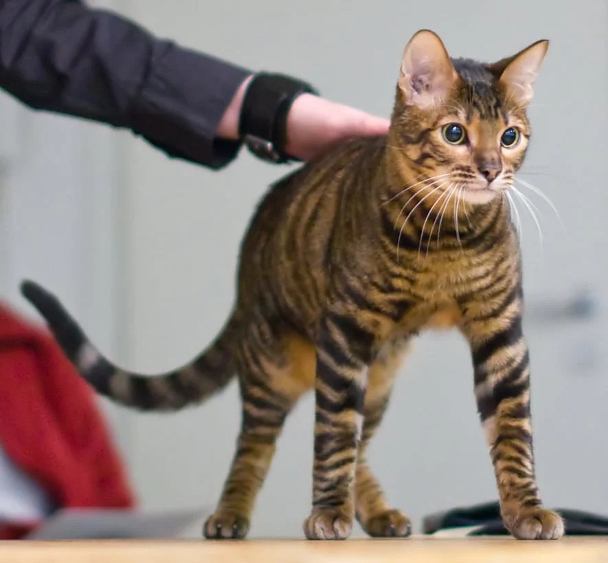 Élevages toyger Québec chaton à vendre Lebernard