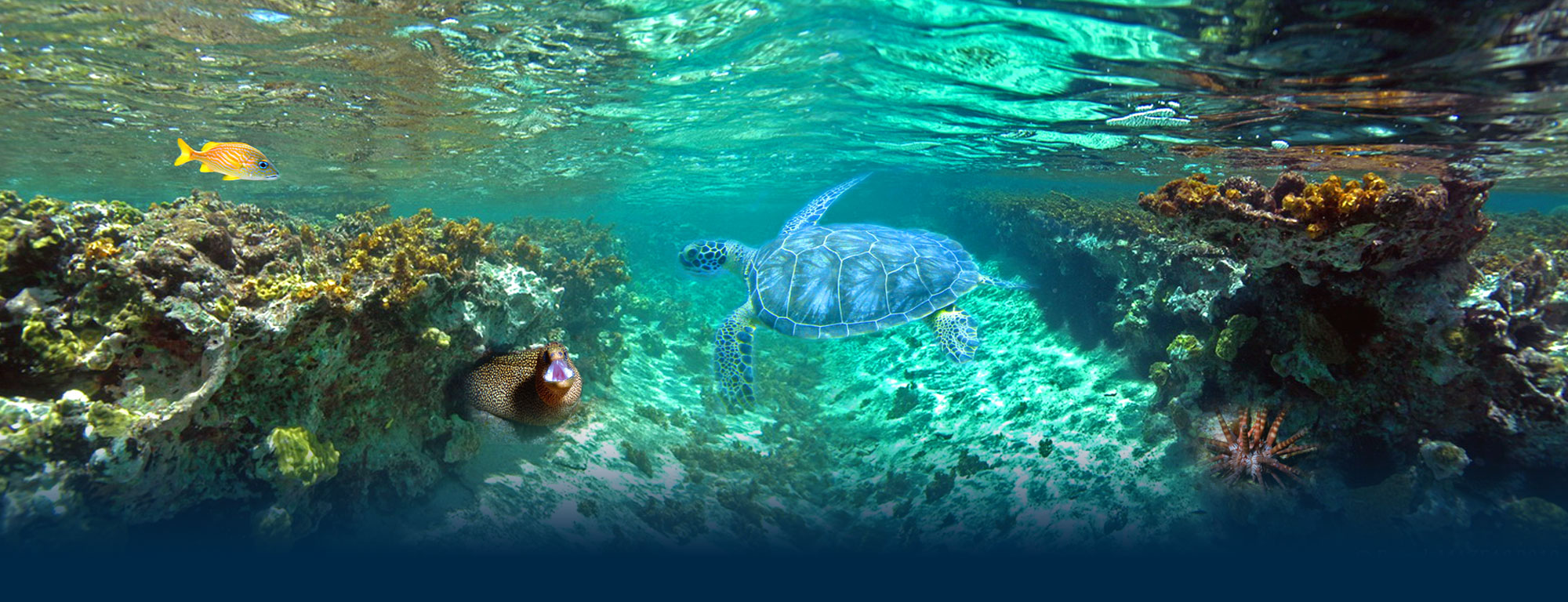 TOURISME EN GUADELOUPE VISITE DE L’AQUARIUM DU GOSIER