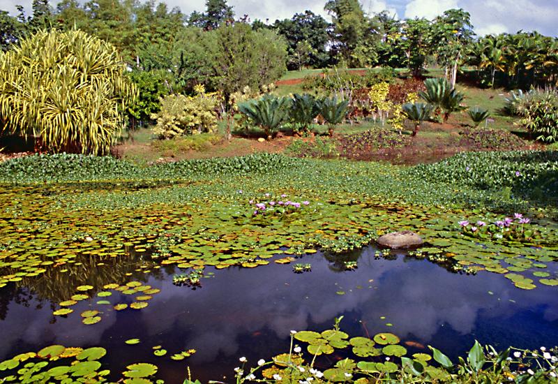 Guadeloupe Découvrez le Jardin de Blonzac de Goyave Le lagon Bleu