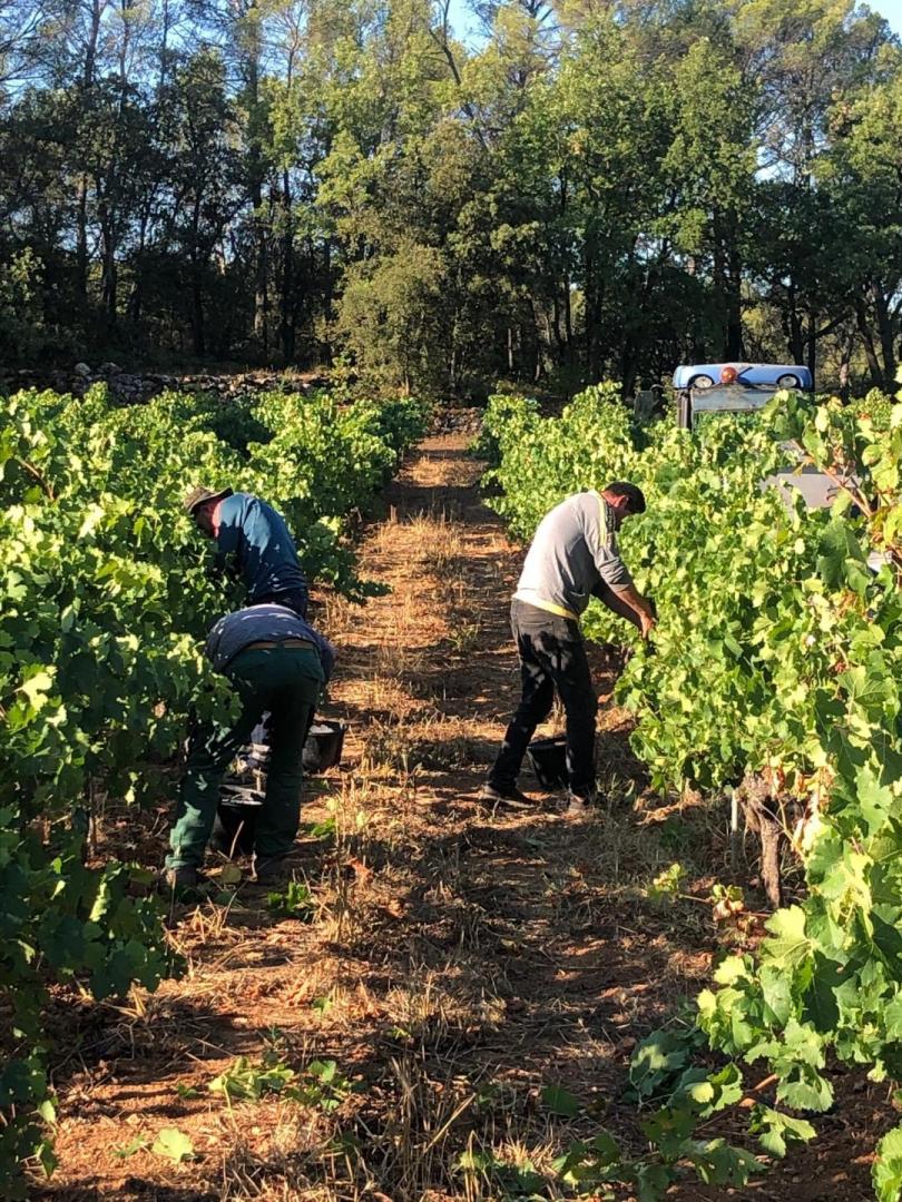 Nos vins Our wines SaintAntoninduVar, Draguignan,