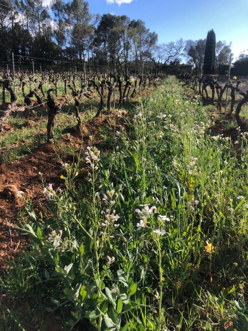 Vins nature SaintAntoninduVar, Draguignan, DOMAINE DU CLOS
