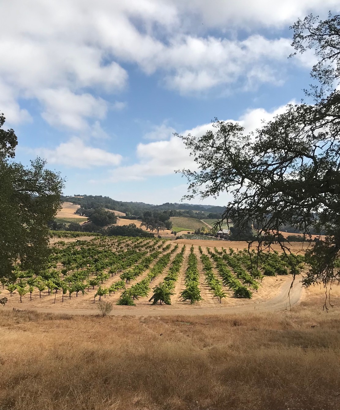 Ledge Vineyards Estate Vineyard Photos