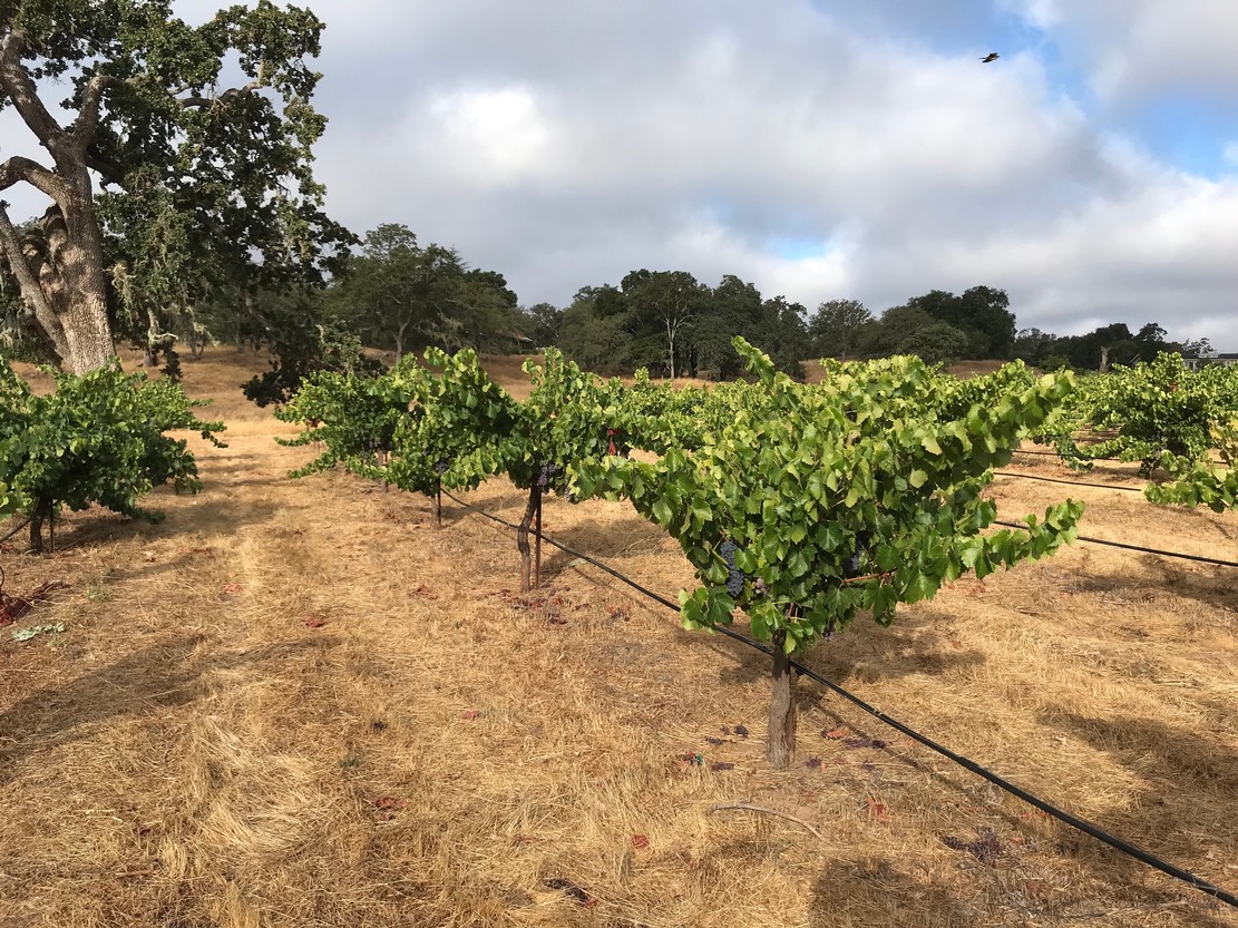 Ledge Vineyards Estate Vineyard Photos