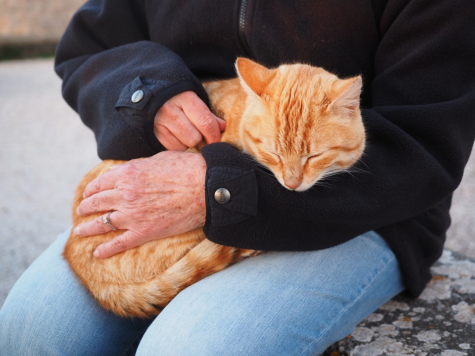 Pourquoi mon chat ne ronronne plus