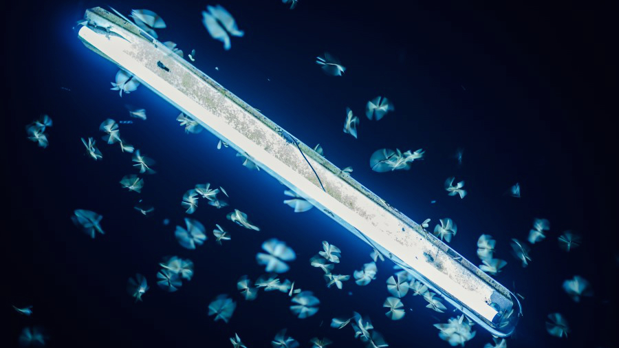 Which type of bulbs attract bugs and insects? LEDwatcher