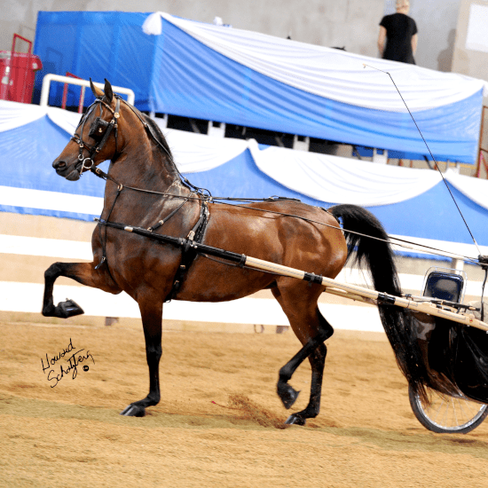 Broodmares Ledyard Farms