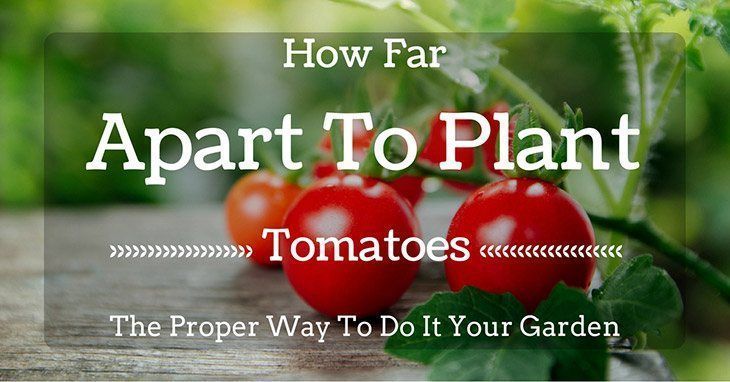 How Far Apart to Plant Tomatoes The Proper Way To Do It Your Garden