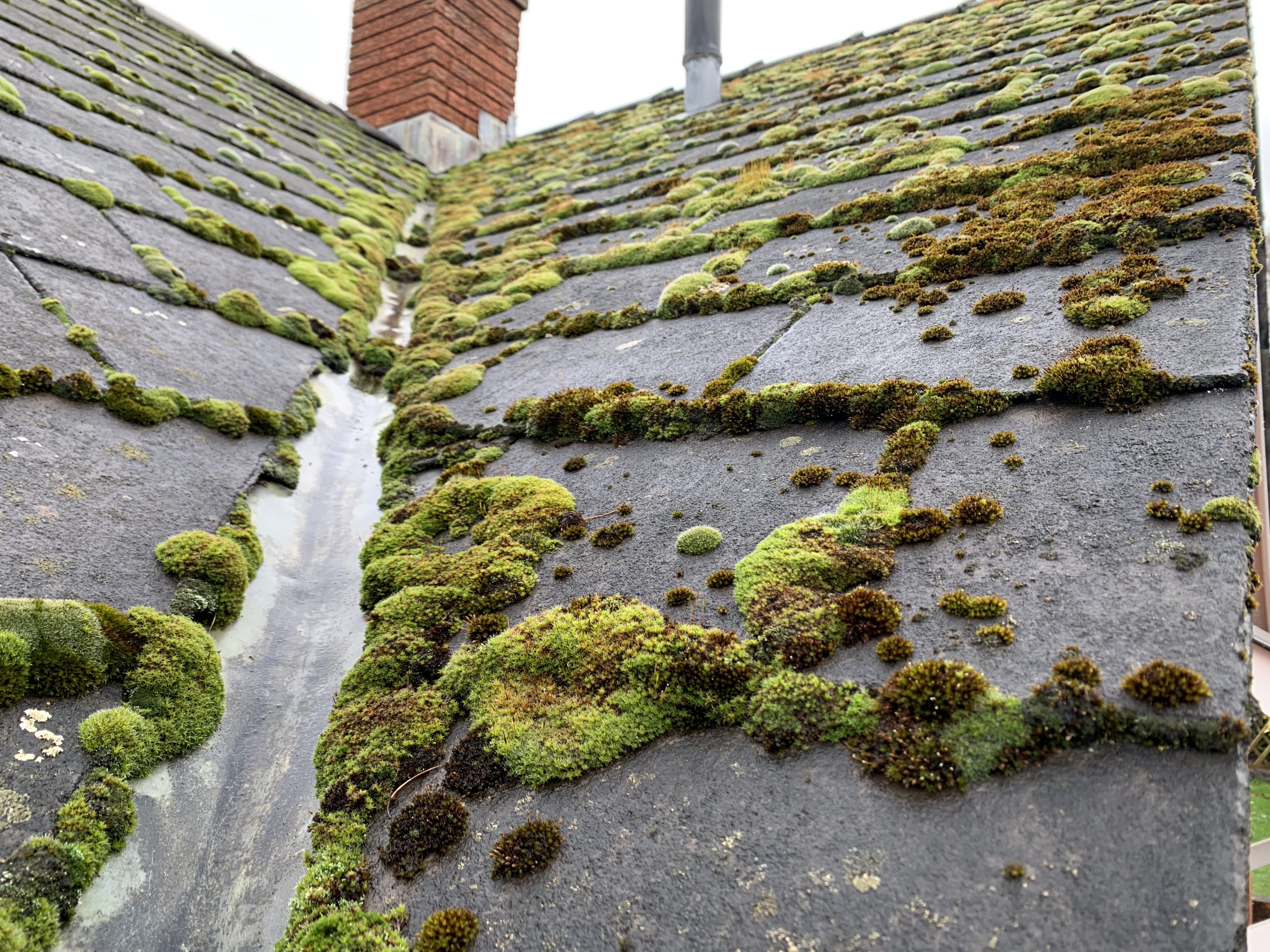 How much does roof cleaning cost in 2020 Leeksons