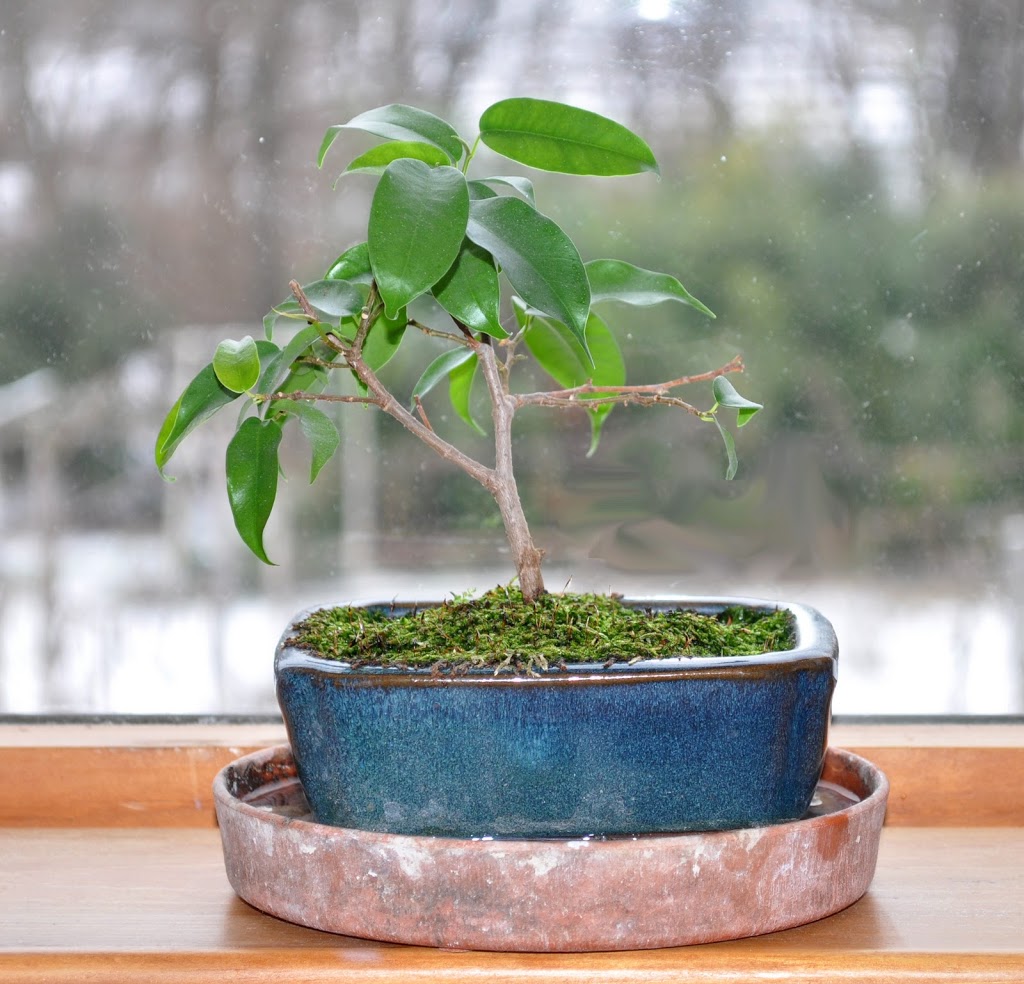 Fertilize the plant every few weeks during the growing season, and prune the roots and … BONSAI GOOD, JASMINE BAD