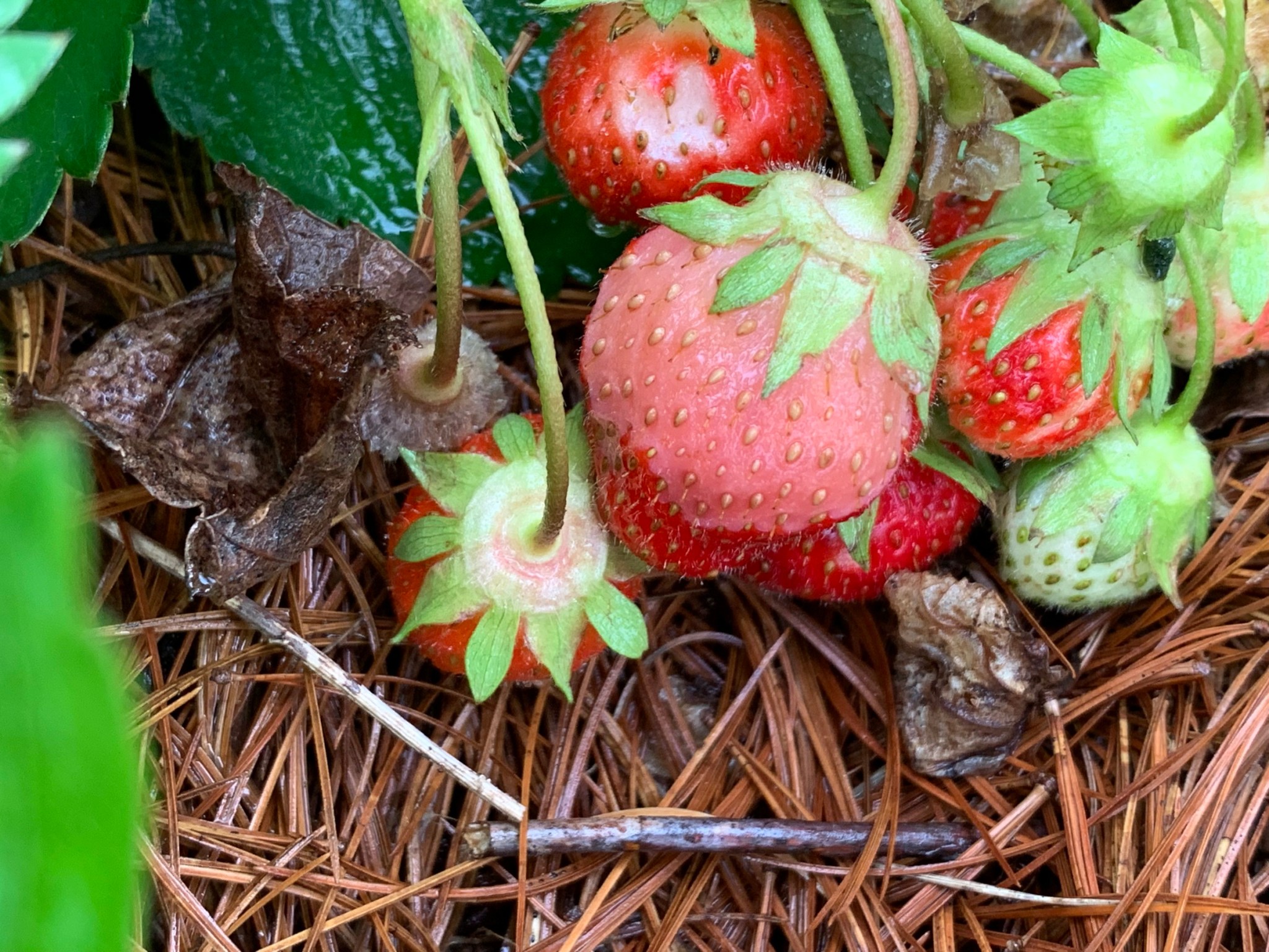 ROSES AND STRAWBERRIES AND — OH NO! — HONEYBERRIES