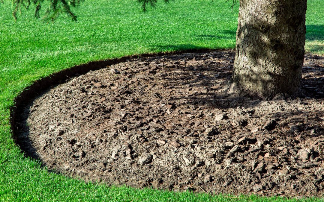 What is the best edging for around a tree? Legacy Edging