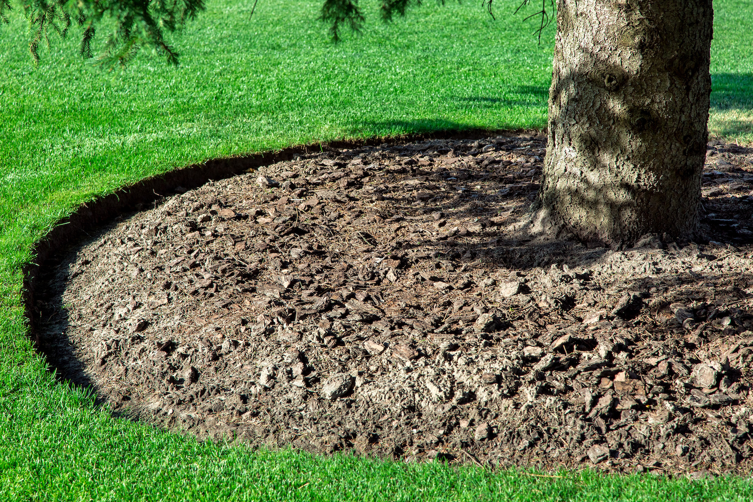 What is the best edging for around a tree? Legacy Edging