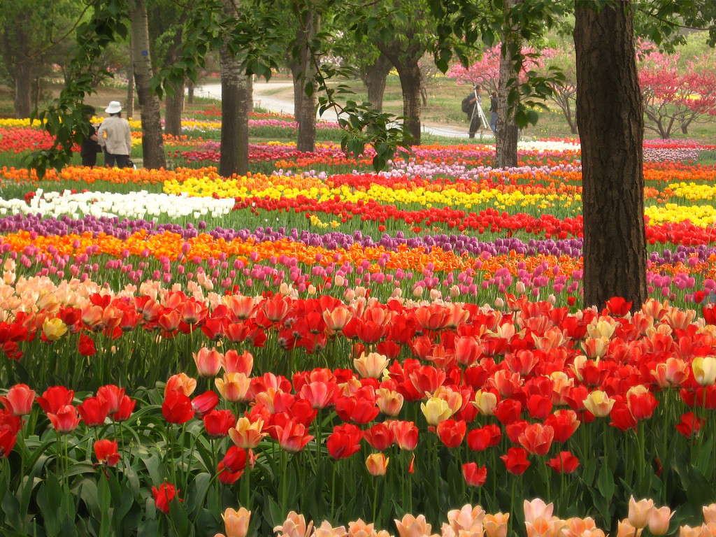 Springtime in China The Enchanting Natural Beauty Spots to Visit