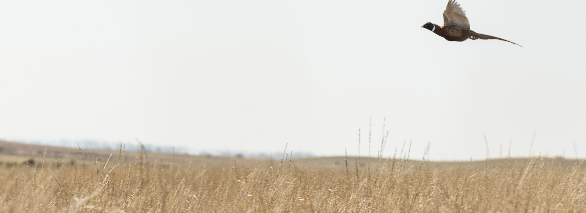 Legacy Pheasant Hunts South Dakota Pheasant Hunts White Lake, SD