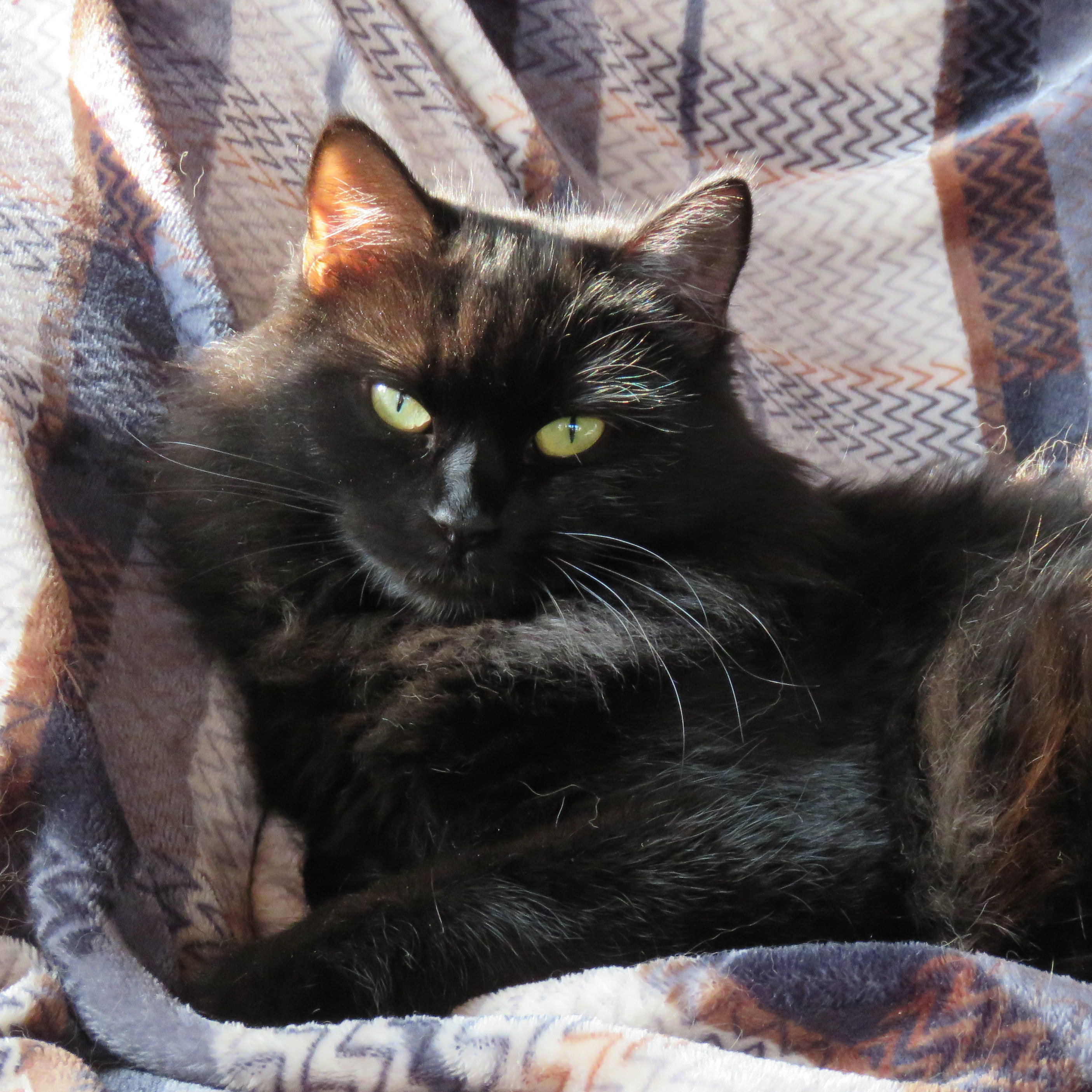 Un chat noir aux yeux bleus
