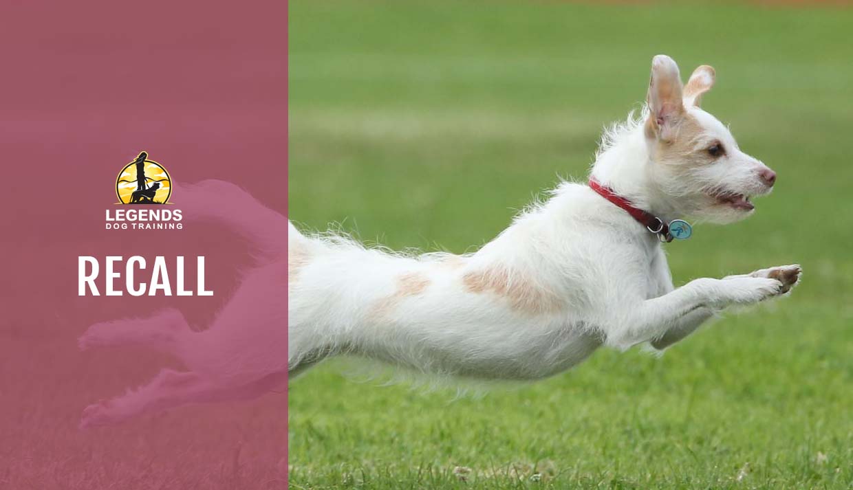 Online Classes Behavioral Dog Training for Anxiety and Reactivity