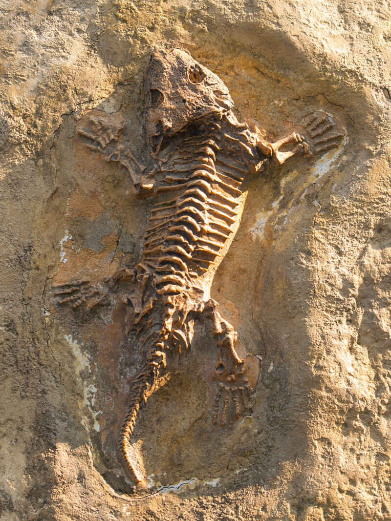 Reconstructing Evolutionary History Using Fossils Science Games
