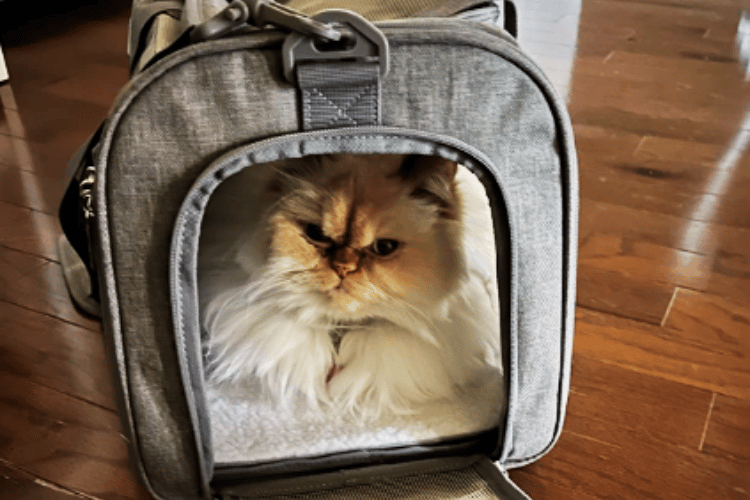 Cat Carriers Unleashed Discover the Easiest Option