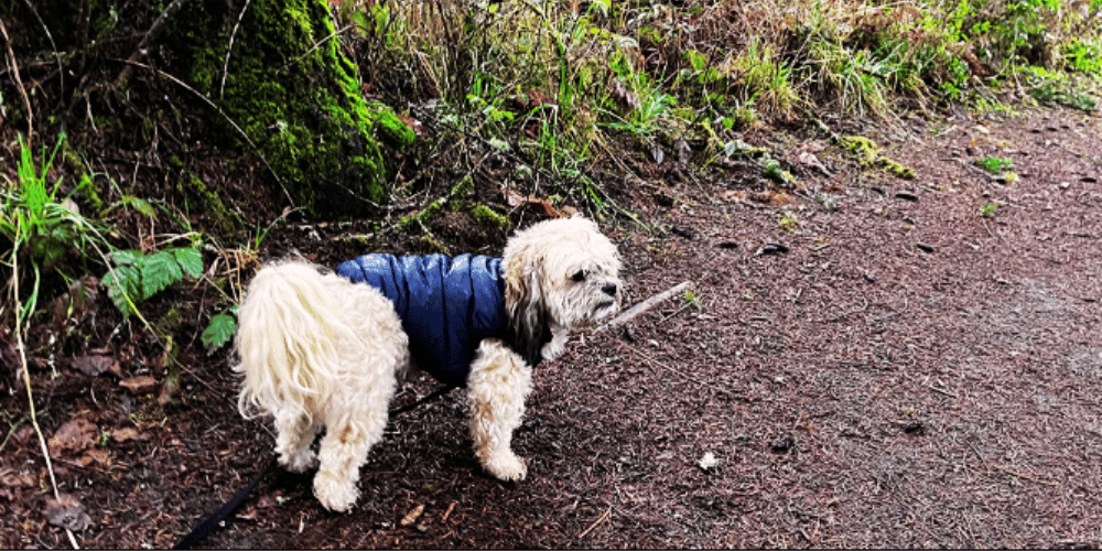 Bundle Up, Fido! At What Temperature Does A Dog Need A Coat?