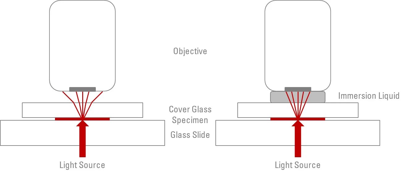 How To Use An Oil Immersion Microscope at Holly Tackett blog