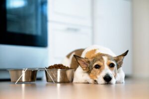 Welches Futter ist für ältere und kastrierte Hunde