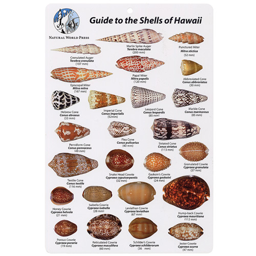 Hawaii Shells Fish I.D. Card