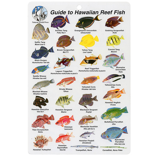 Hawaii Fish I.D. Card