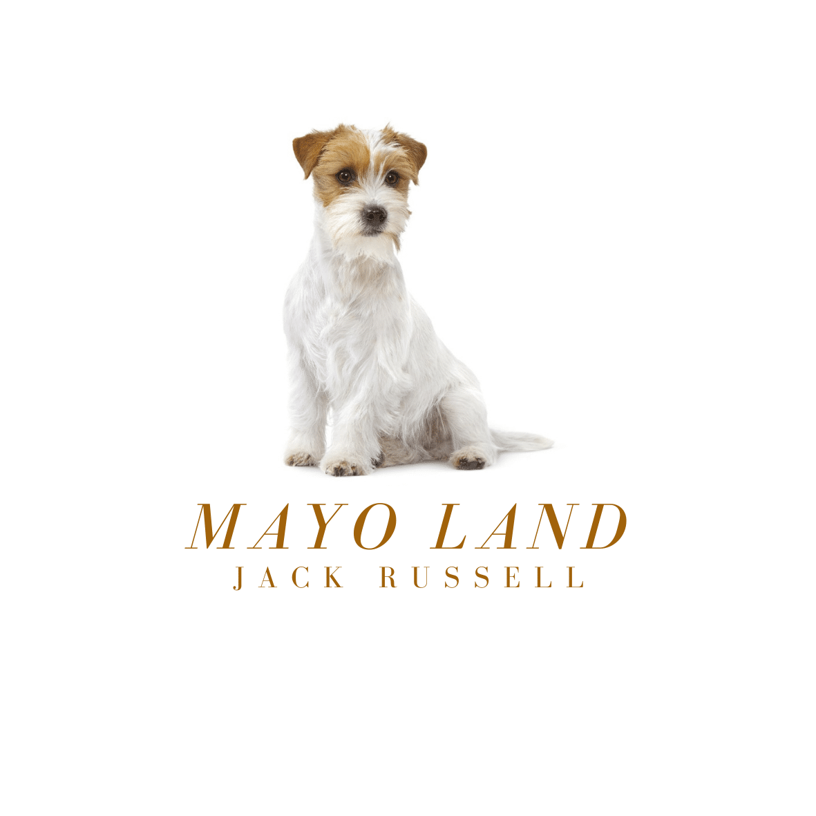 Accueil Le Jack Russell par Mayo Land