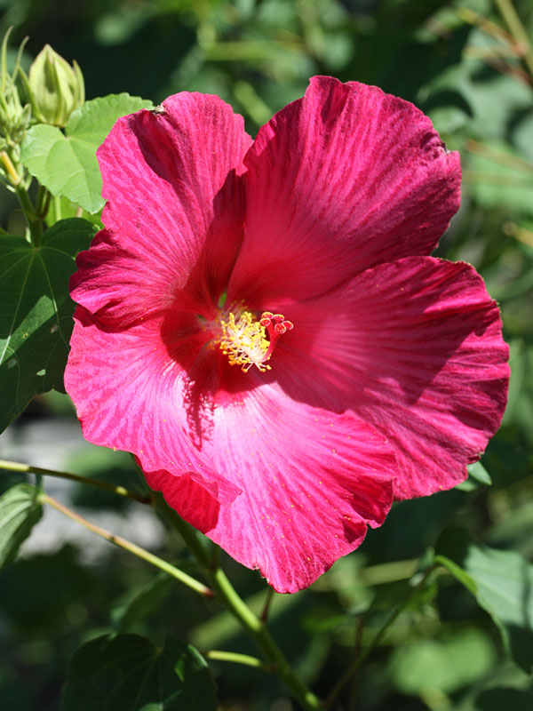 Hibiscus Mutabilis Rubrum Le Jardin du Prahor