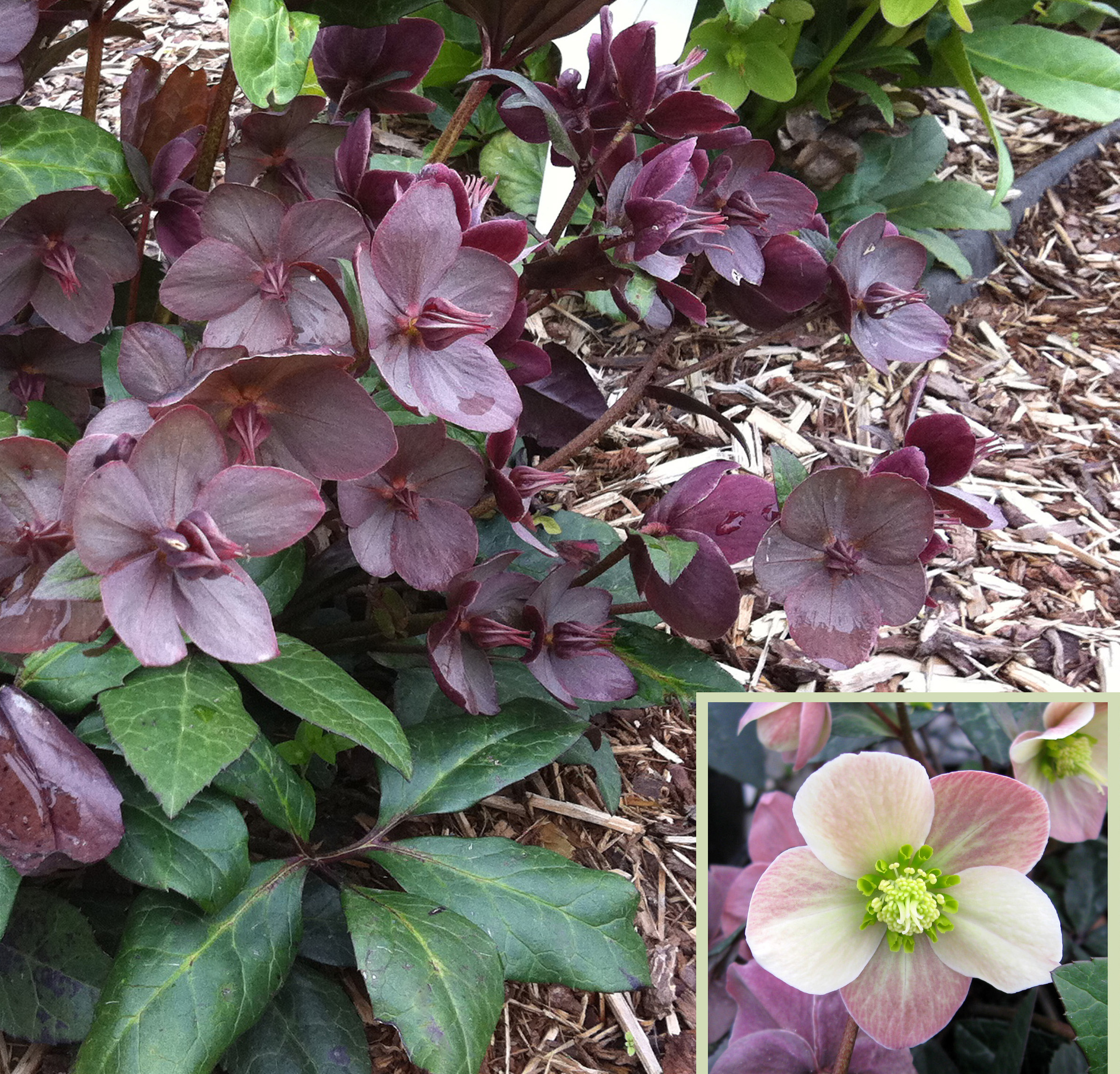 Helleborus Gold Collection® the best of the best