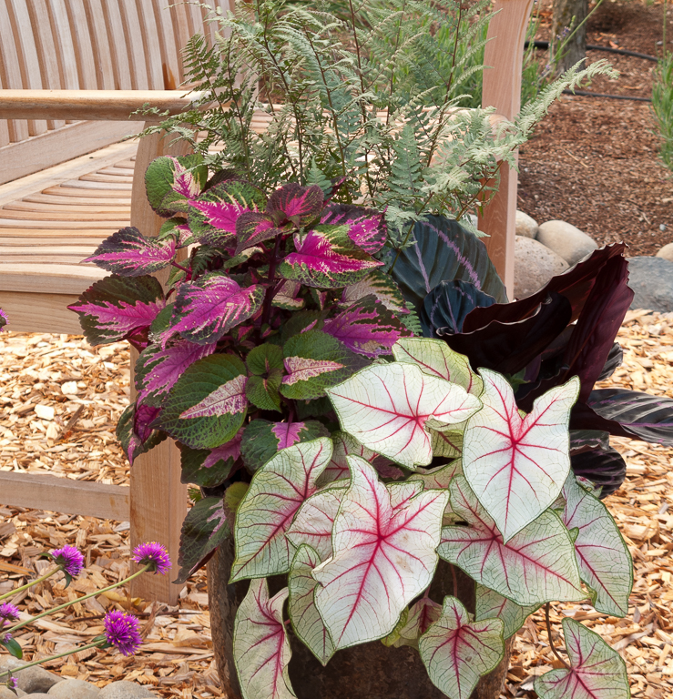 Caladium Inspiration