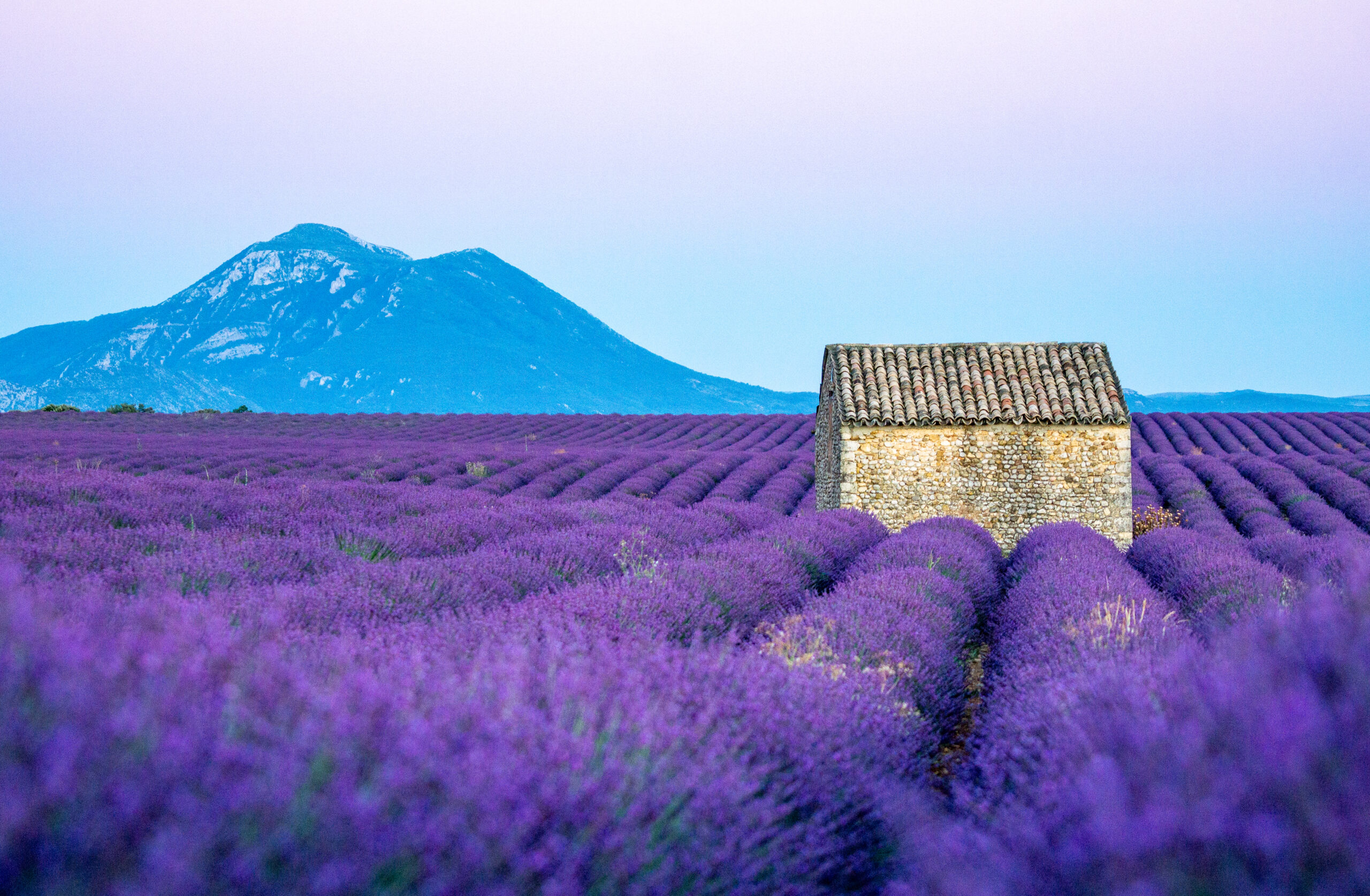 Valensole Lavender Fields Driving the Lavender Route in Provence
