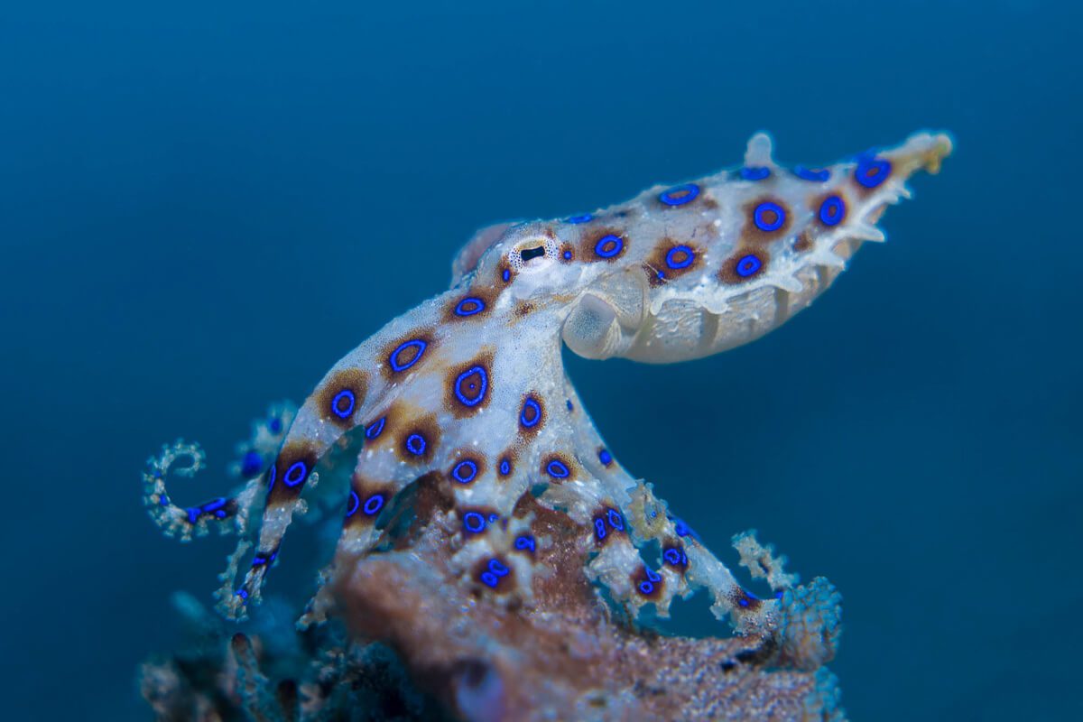 Blue Ringed Octopus Eating A Crab