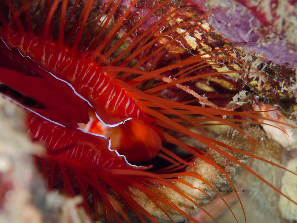 Exploring the Electric Clams in the Lembeh Strait