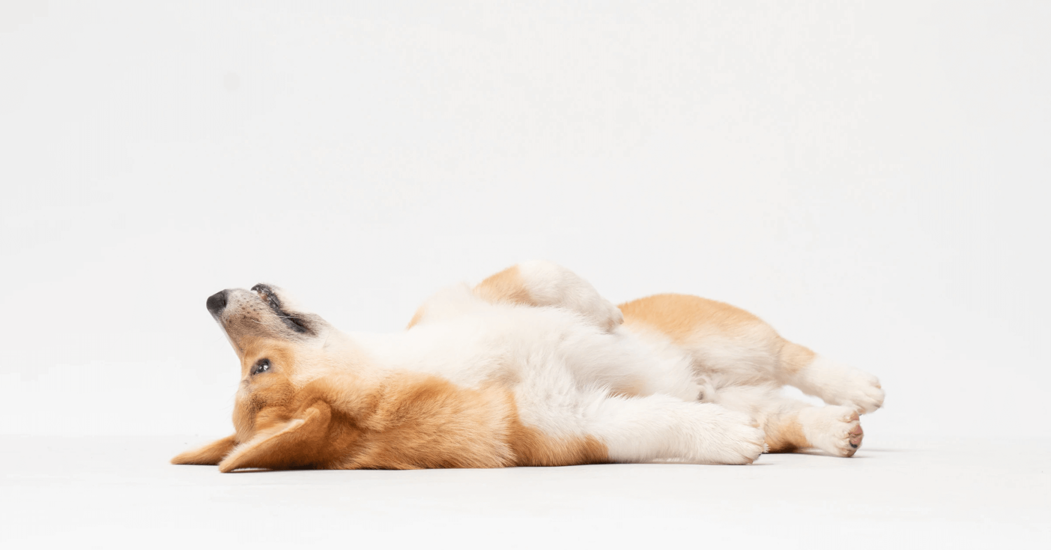 Puppy Vaccination Checklist • Lemonade Insurance