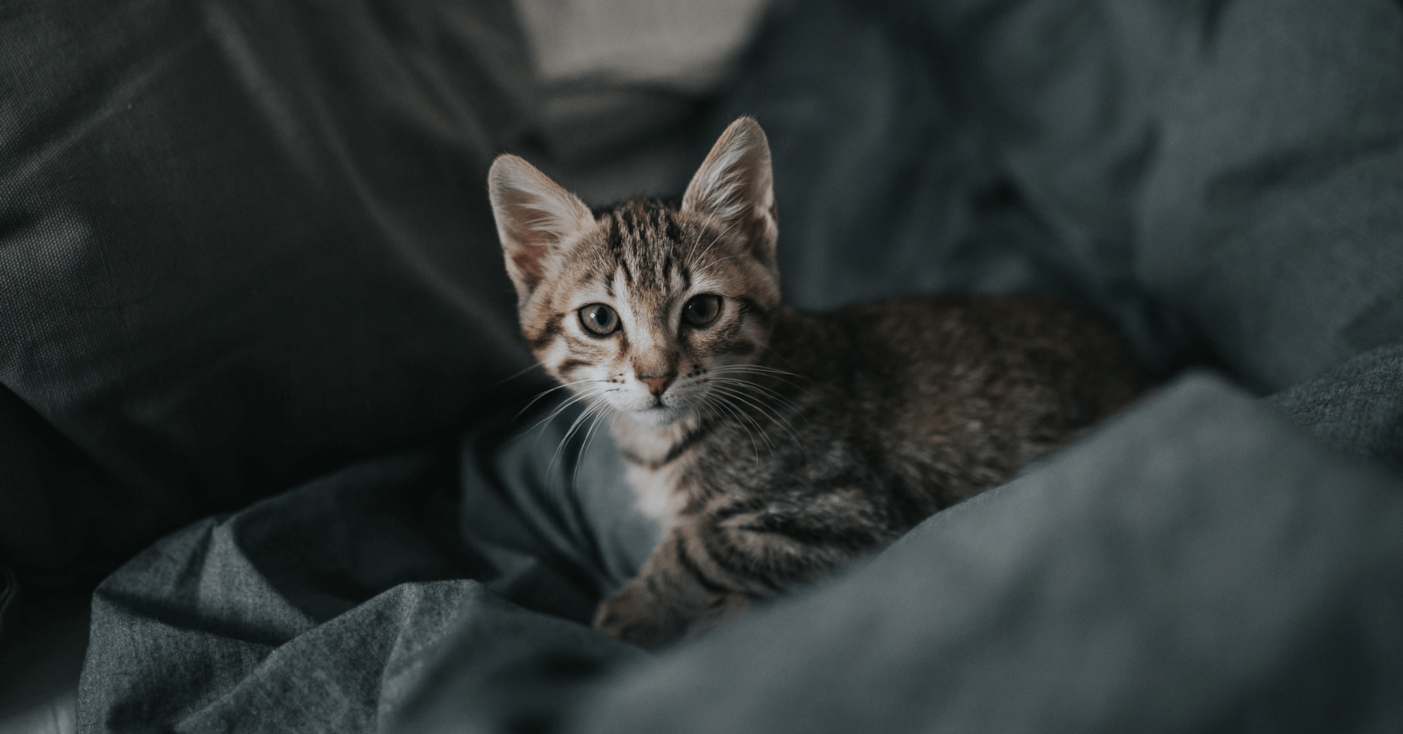 Kitten Vaccinations Schedule, Costs, & More • Lemonade Insurance