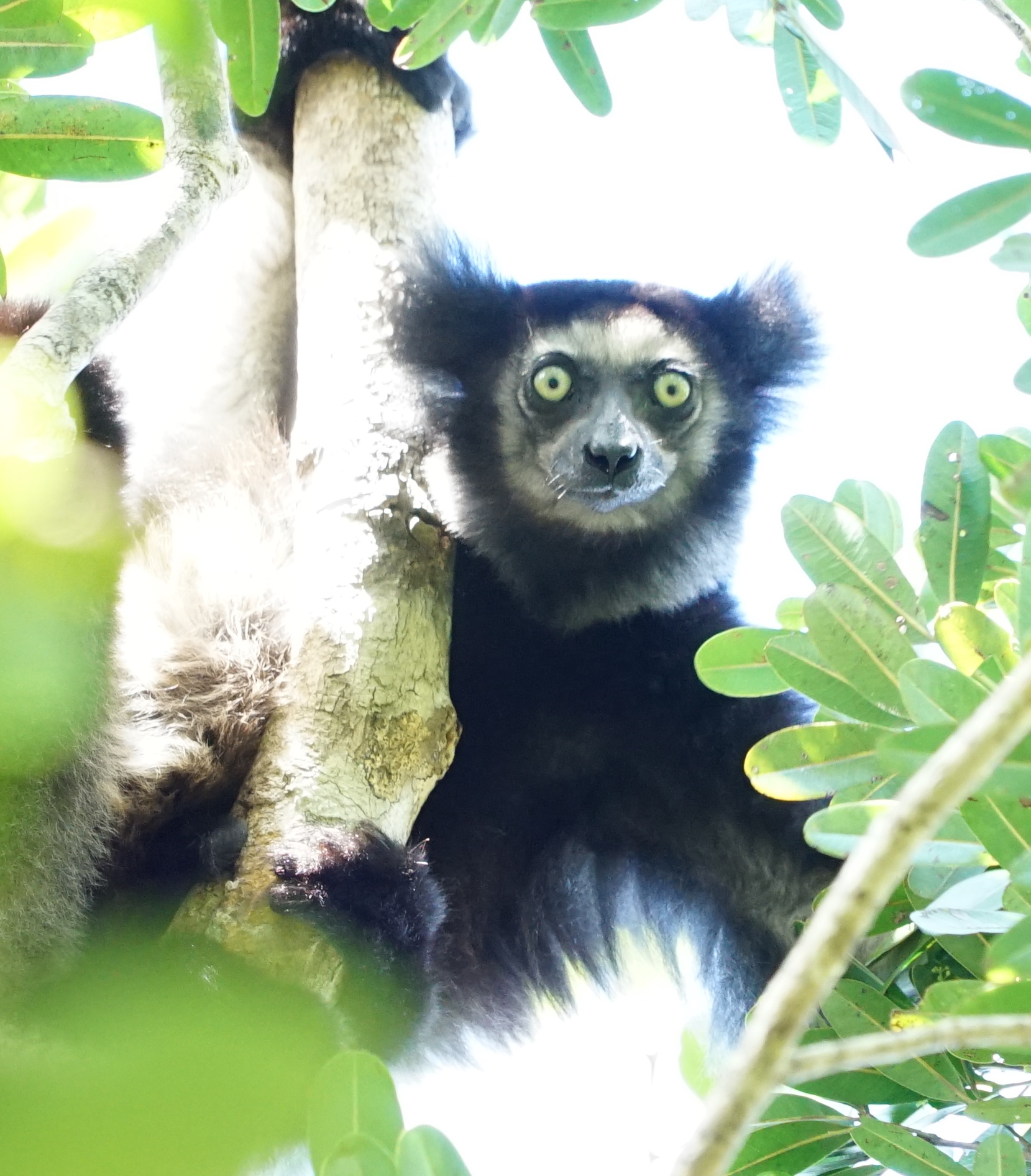 Indri Indri Lemur Conservation Network